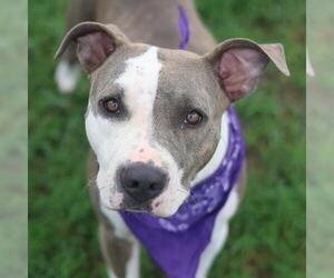 American Staffordshire Terrier Dogs for adoption in San Antonio, TX, USA