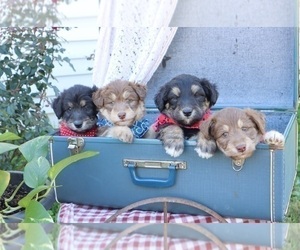 Australian Cattle Dog-Labrador Retriever Mix Puppy for sale in ROCKY MOUNT, VA, USA
