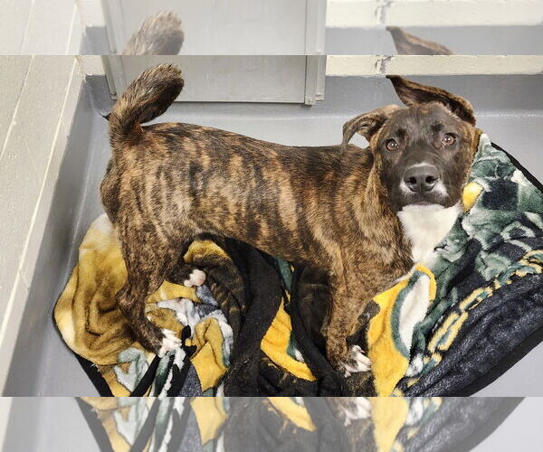 Medium Photo #2 Mountain Cur-Unknown Mix Puppy For Sale in Hilton Head, SC, USA