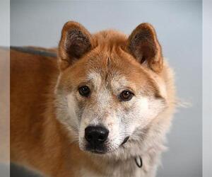 Akita-Siberian Husky Mix Dogs for adoption in Fort Collins, CO, USA