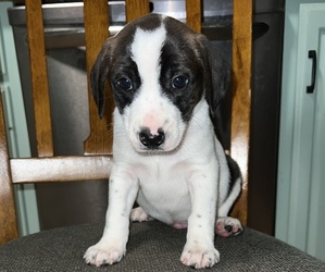 Beagle-Border Collie Mix Puppy for sale in SILVER CREEK, NY, USA