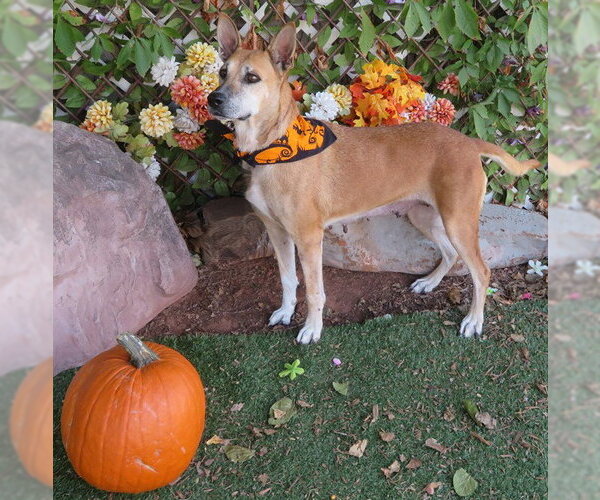 Medium Photo #1 German Shepherd Dog-Unknown Mix Puppy For Sale in Oklahoma City, OK, USA