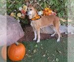 BUTTERBALL - Female German Shepherd Dog-Unknown Mix Dog for Adoption - Small photo