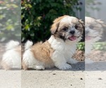 Small #2 Shih Tzu
