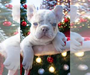 French Bulldog Puppy for sale in TUCSON, AZ, USA