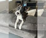 Small #3 Mutt