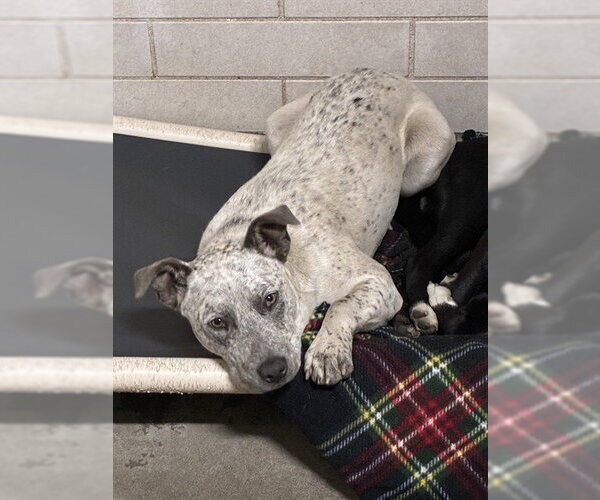 Medium Photo #1 Mutt Puppy For Sale in Stockton, CA, USA