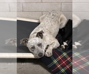 Mutt Dogs for adoption in Stockton, CA, USA