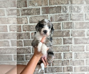 Aussiedoodle Miniature -Goldendoodle Mix Puppy for sale in BILOXI, MS, USA