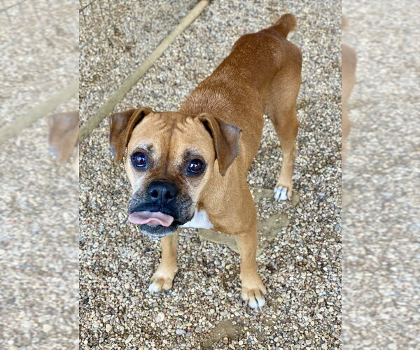 Medium Photo #2 Boxer Puppy For Sale in Austin, TX, USA