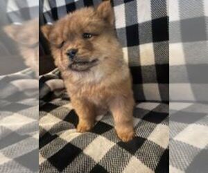 Chow Chow Puppy for sale in GAINESVILLE, FL, USA