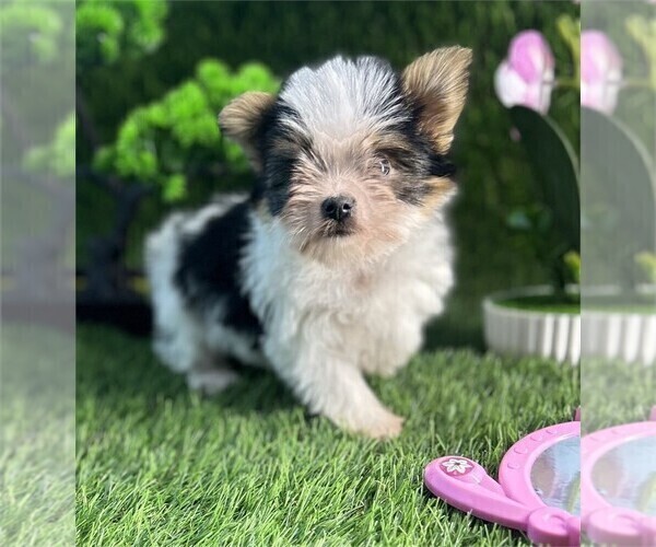 Medium Photo #2 Biewer Terrier Puppy For Sale in PEMBROKE PINES, FL, USA