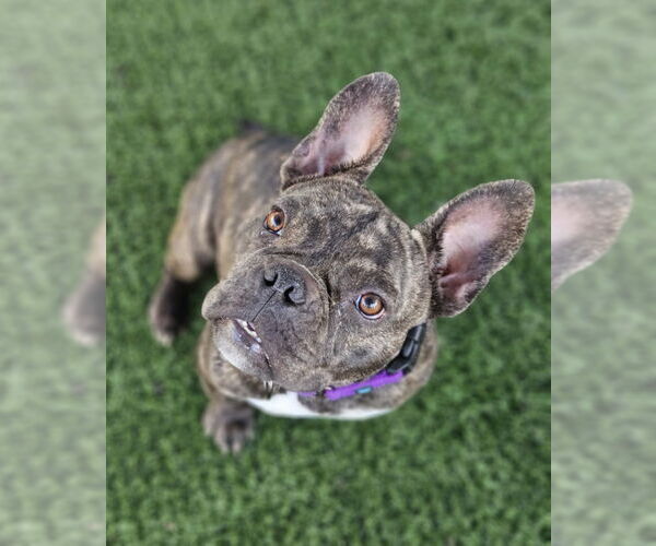 Medium Photo #2 French Bulldog Puppy For Sale in Lake elsinore, CA, USA