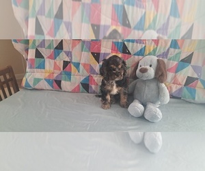 Cocker Spaniel Puppy for sale in WINDERMERE, FL, USA