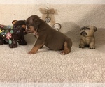 Small Photo #9 Olde English Bulldogge Puppy For Sale in CYNTHIANA, IN, USA