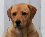 Small #1 Labrador Retriever Mix