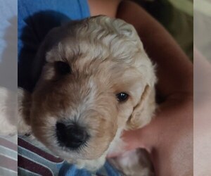 Goldendoodle-Miniature Bernedoodle Mix Puppy for sale in DOVER, OH, USA