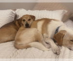 Small #26 Retriever  Mix