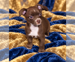 Small Photo #2 Chihuahua Puppy For Sale in ANDALUSIA, AL, USA
