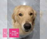 Small #9 Golden Retriever