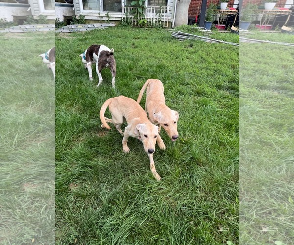 Medium Photo #8 Labrador Retriever-Unknown Mix Puppy For Sale in Germantown, OH, USA