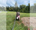 Small #2 American Pit Bull Terrier