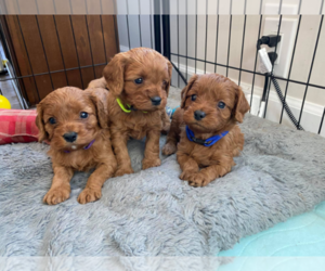 Cavapoo Puppy for sale in NORTHFIELD, NJ, USA