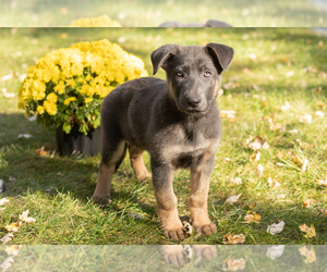 German Shepherd Dog Puppy for sale in GOSHEN, IN, USA