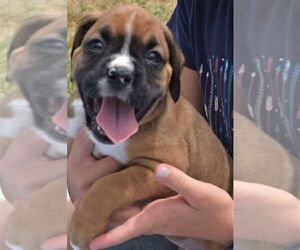 Boxer Puppy for sale in SENECA, KS, USA
