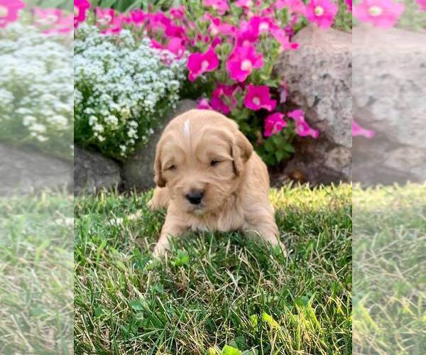 Medium Photo #1 Goldendoodle (Miniature) Puppy For Sale in NAPPANEE, IN, USA