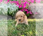 Small Photo #1 Goldendoodle (Miniature) Puppy For Sale in NAPPANEE, IN, USA