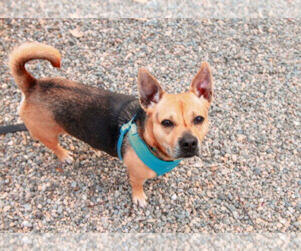 Medium Photo #6 German Shepherd Dog-Unknown Mix Puppy For Sale in Sayreville, NJ, NJ, USA