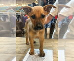 Small Labrador Retriever Mix