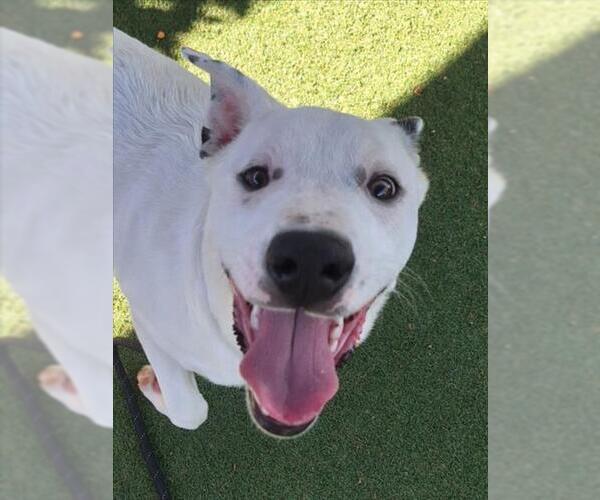 Medium Photo #1 Australian Shepherd-Unknown Mix Puppy For Sale in Woodland, CA, USA