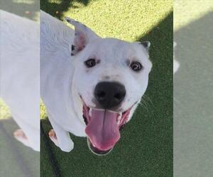 Australian Shepherd-Unknown Mix Dogs for adoption in Woodland, CA, USA