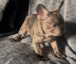 Small #8 French Bulldog