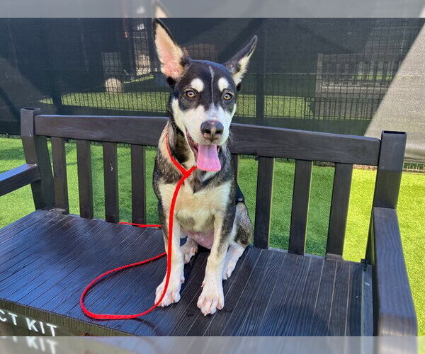 Medium Photo #2 German Shepherd Dog-Unknown Mix Puppy For Sale in Orange, CA, USA