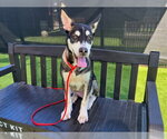 Small #1 German Shepherd Dog Mix