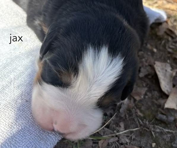 Medium Photo #2 Bernese Mountain Dog Puppy For Sale in NORWOOD, MO, USA
