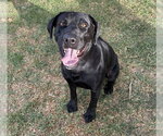 Small #1 Labrador Retriever Mix