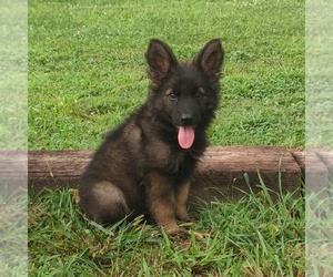 German Shepherd Dog Puppy for Sale in COUCH, Missouri USA