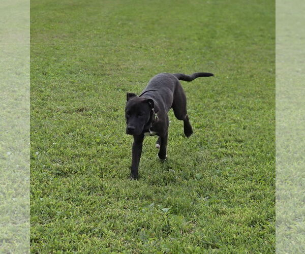 Medium Photo #3 American Pit Bull Terrier-Labrador Retriever Mix Puppy For Sale in Princeton, MN, USA