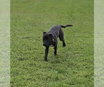 Small #2 American Pit Bull Terrier-Labrador Retriever Mix