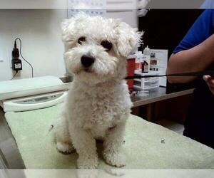 Mutt Dogs for adoption in Martinez, CA, USA