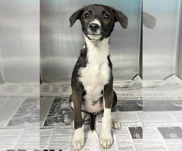 Medium Photo #1 Mutt Puppy For Sale in Brewster, NY, USA