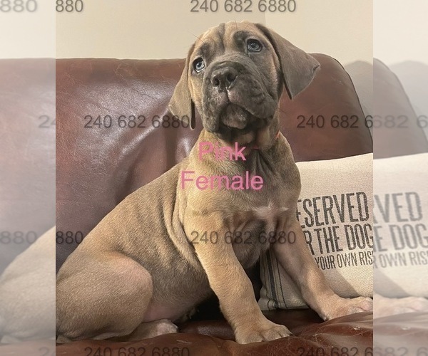Medium Photo #3 Cane Corso Puppy For Sale in DENTSVILLE, MD, USA