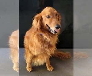 Golden Retriever Dogs for adoption in Glendale , AZ, USA