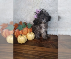 Shih-Poo Puppy for sale in INDIANAPOLIS, IN, USA