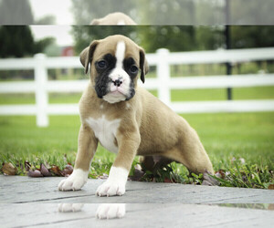 Boxer Puppy for sale in SHIPSHEWANA, IN, USA