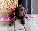 Small #14 Miniature Labradoodle